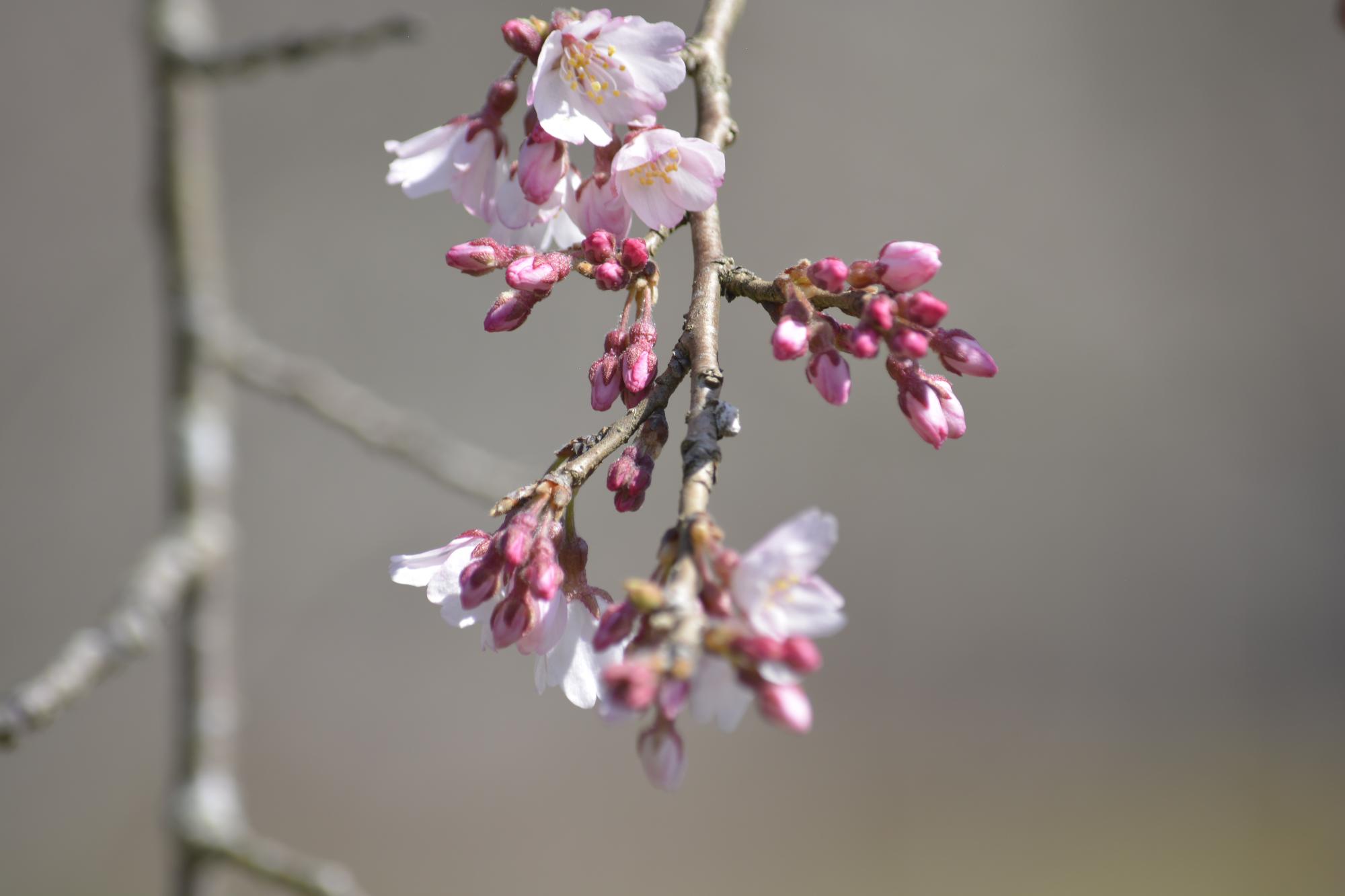 木地屋桜