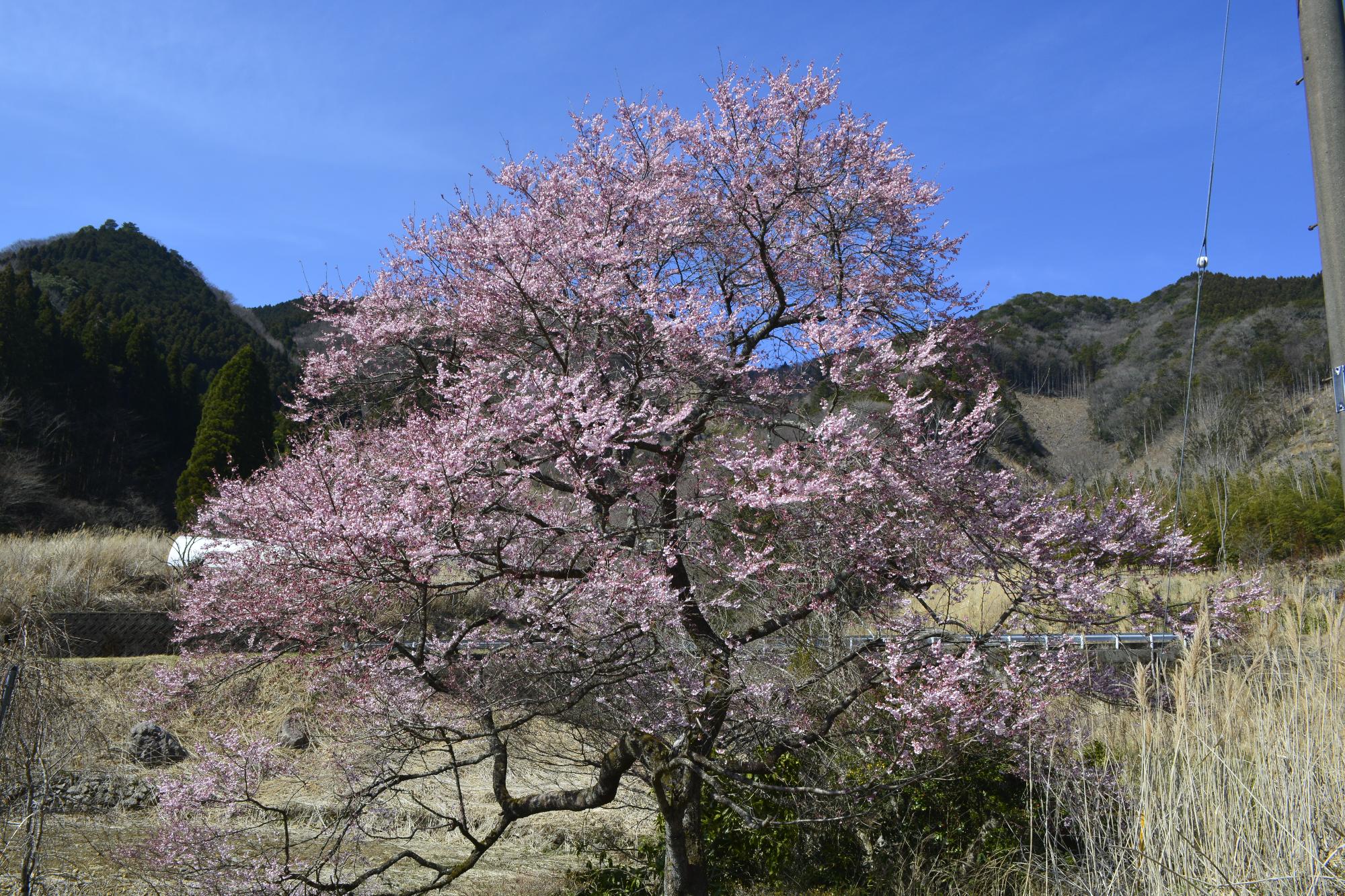 宮野原の桜
