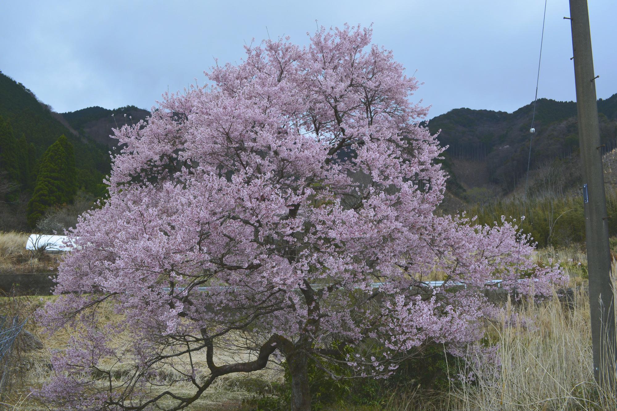 宮野原の桜