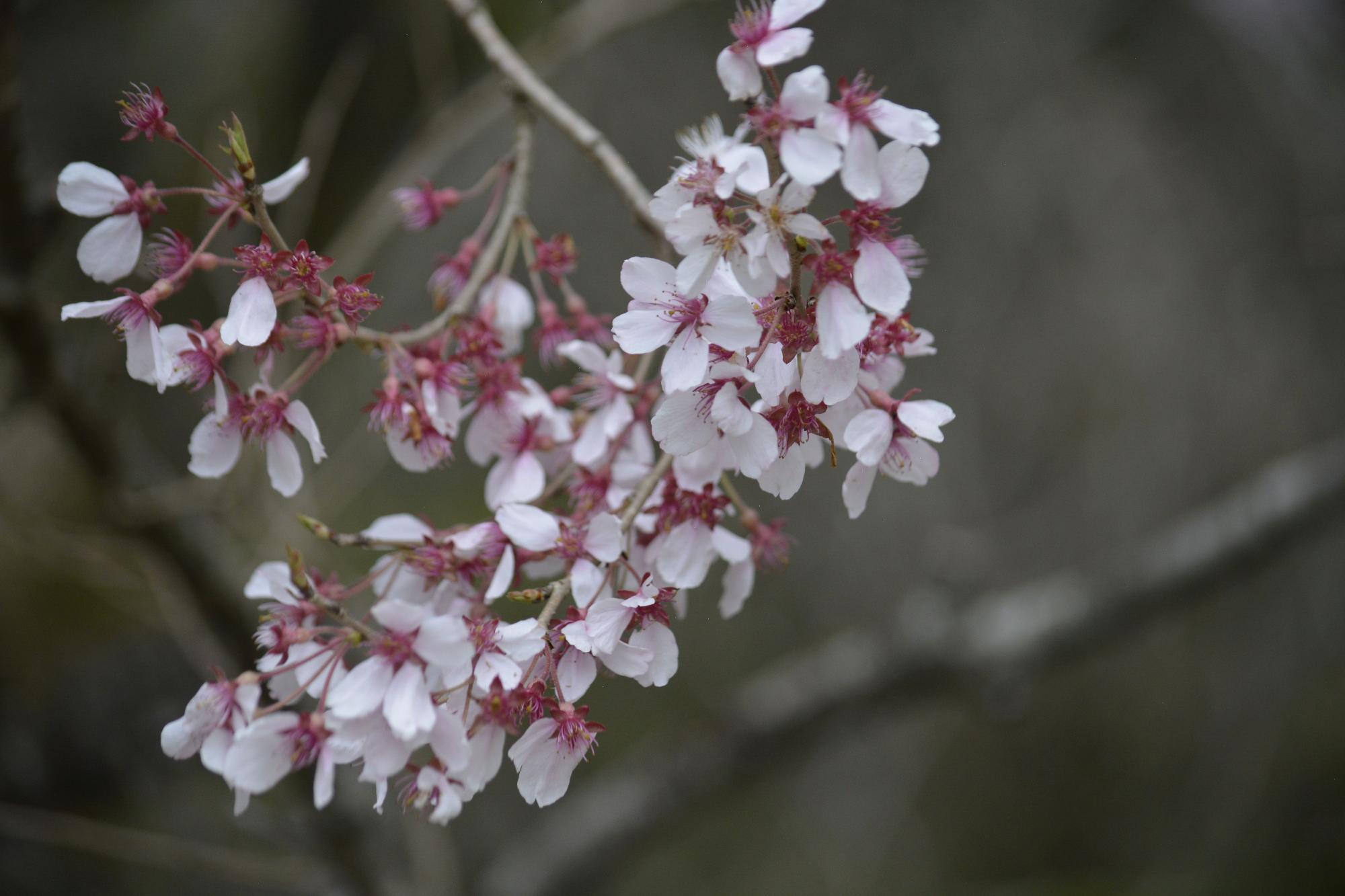 宮野原の桜