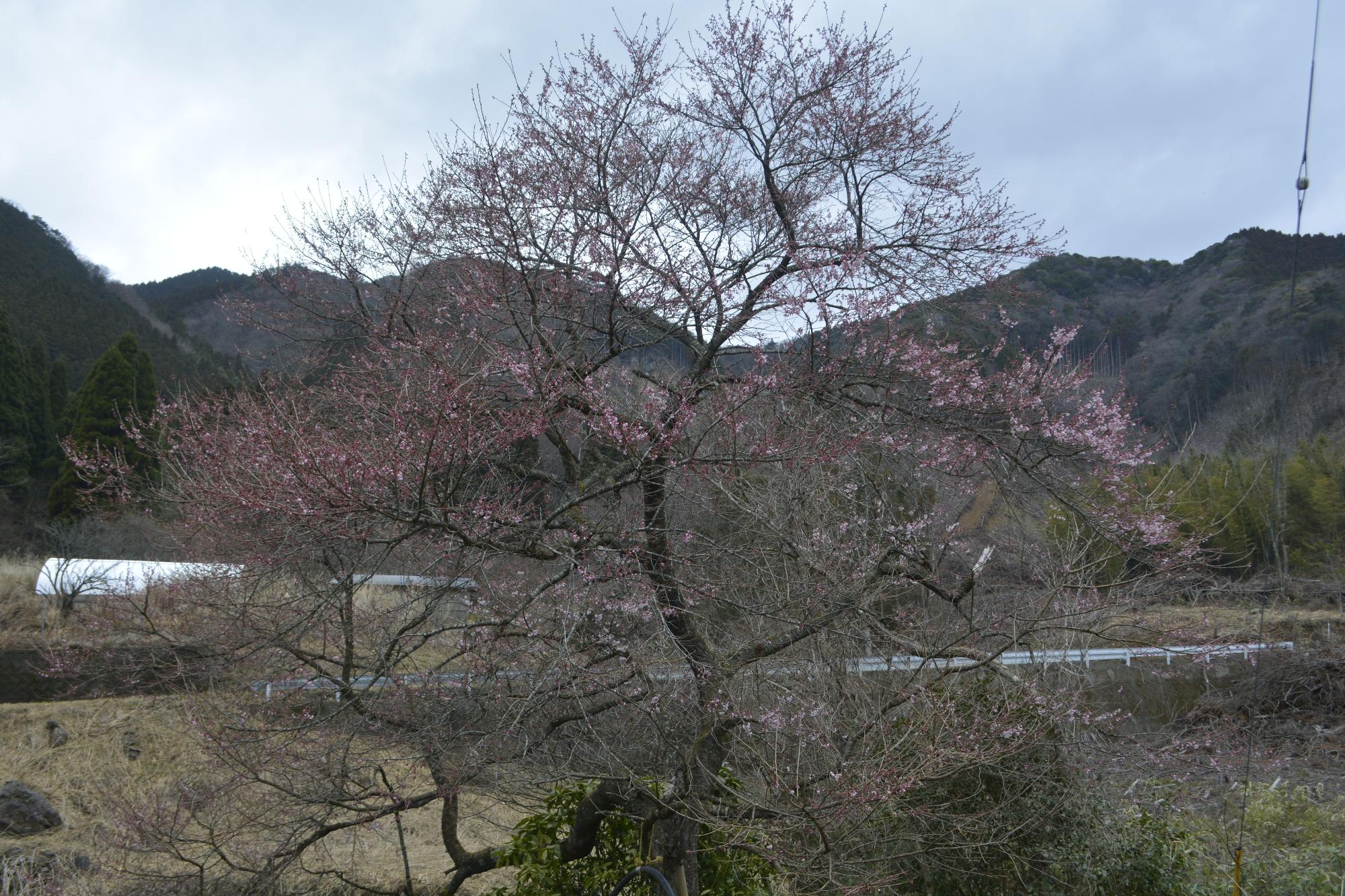 宮野原の桜