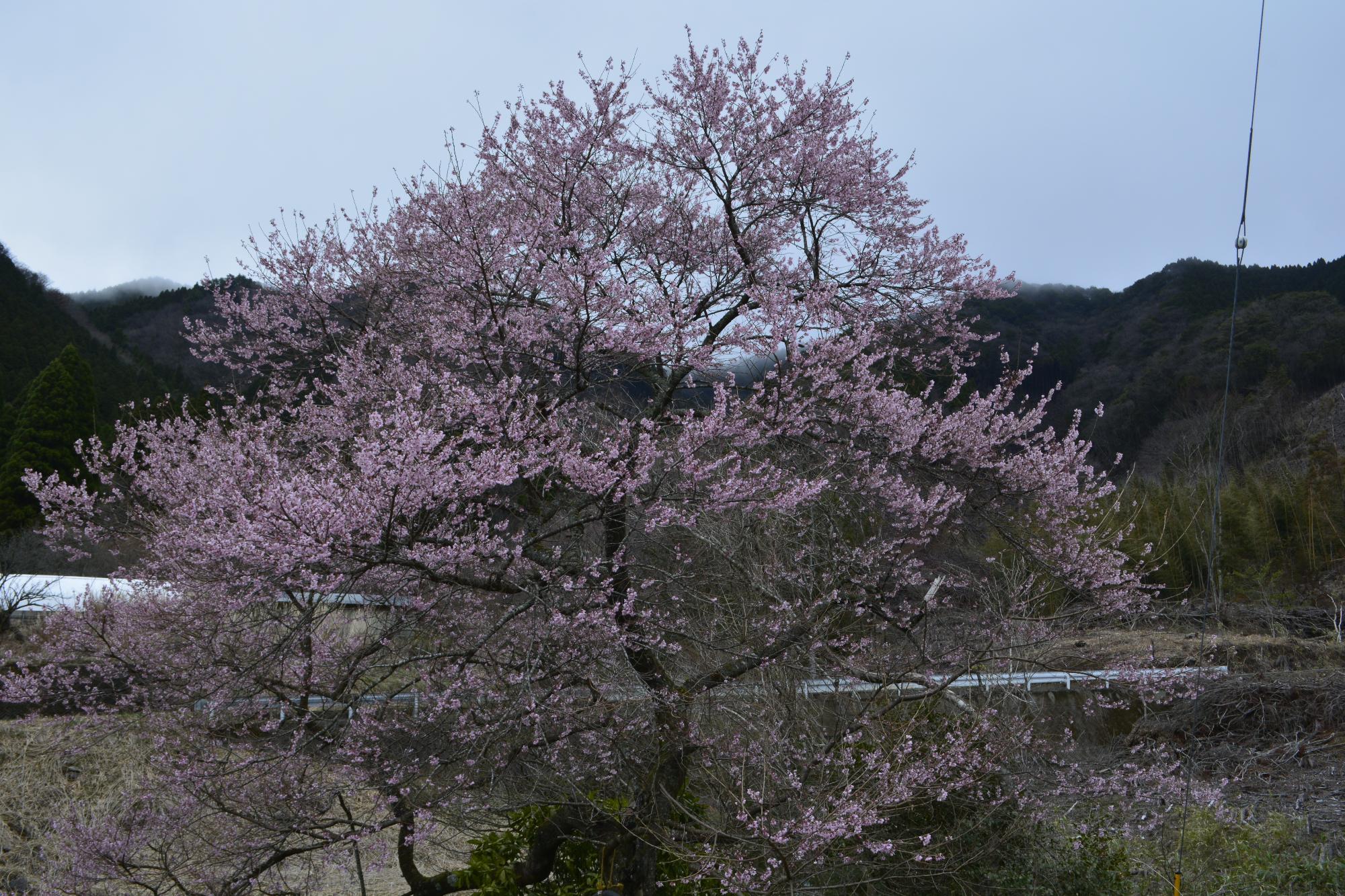 宮野原の桜