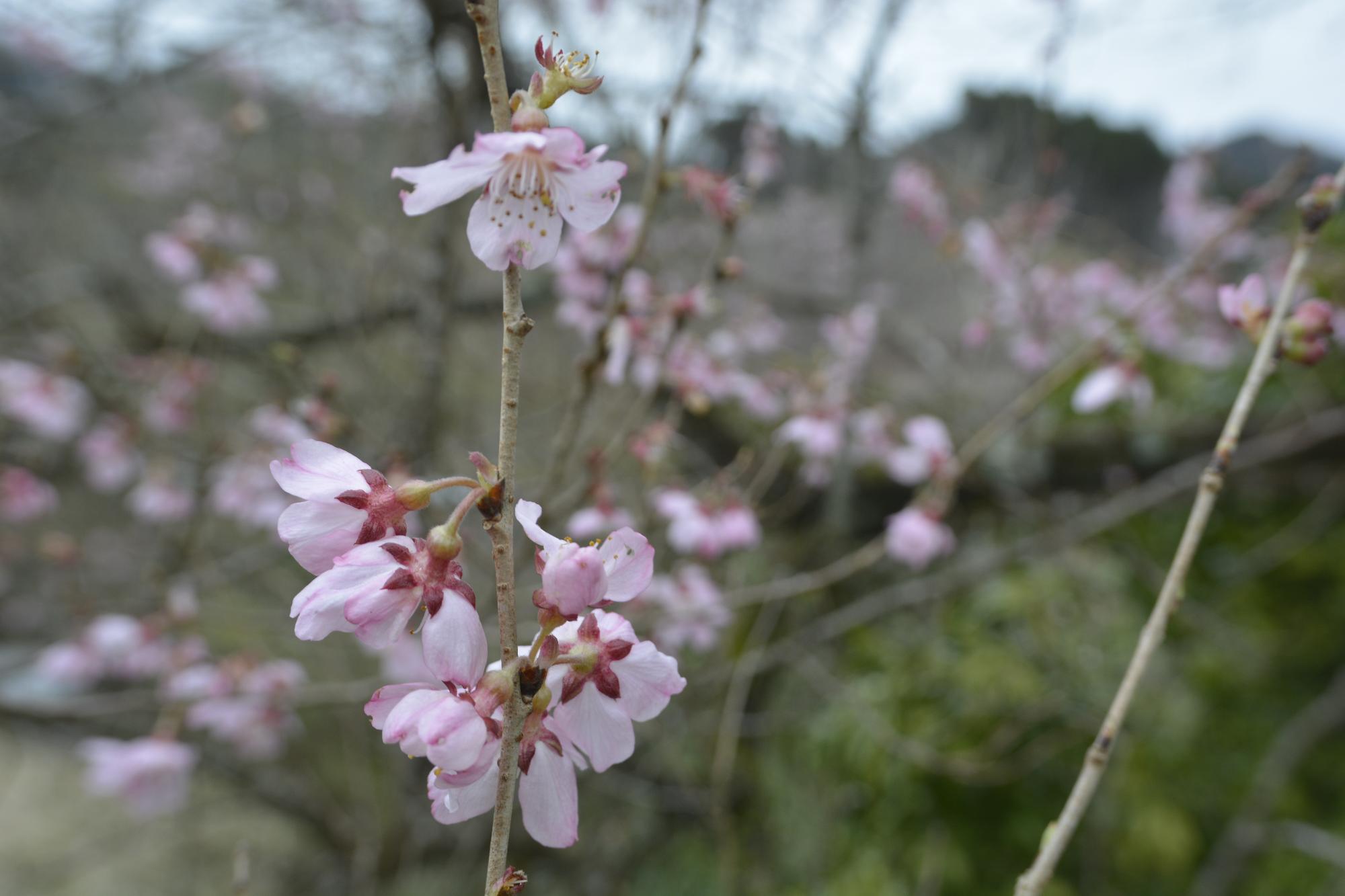 宮野原の桜