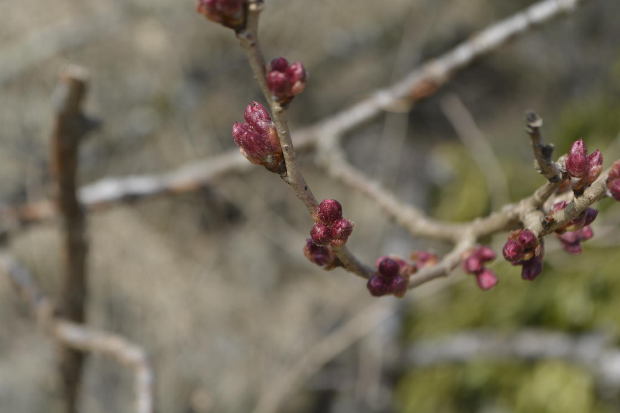 宮野原の桜
