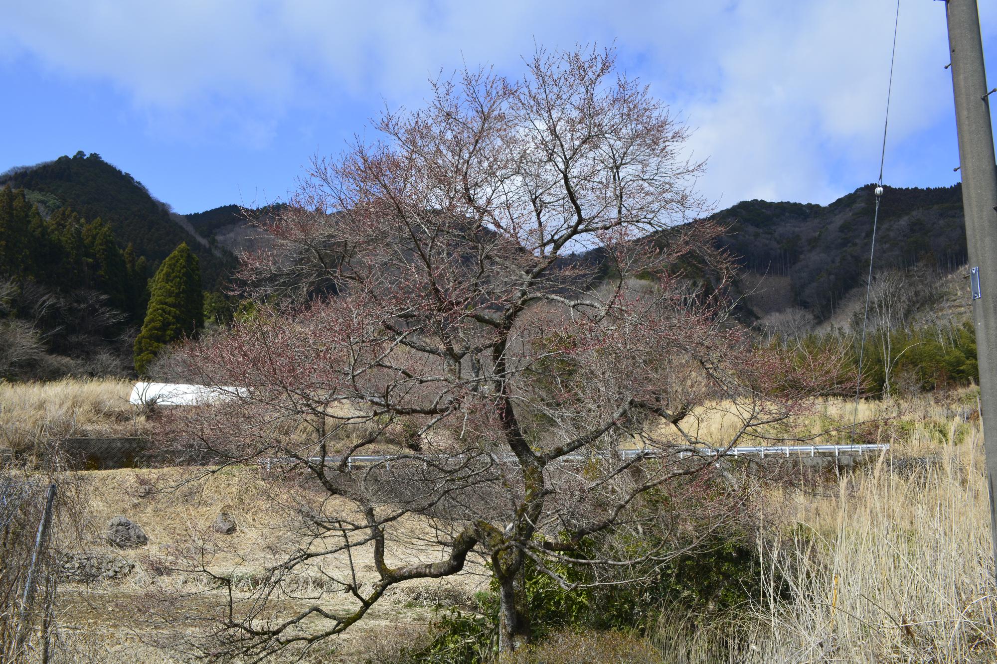 宮野原の桜