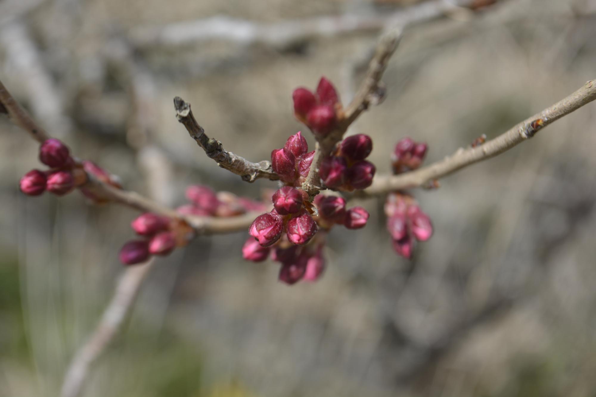 宮野原の桜