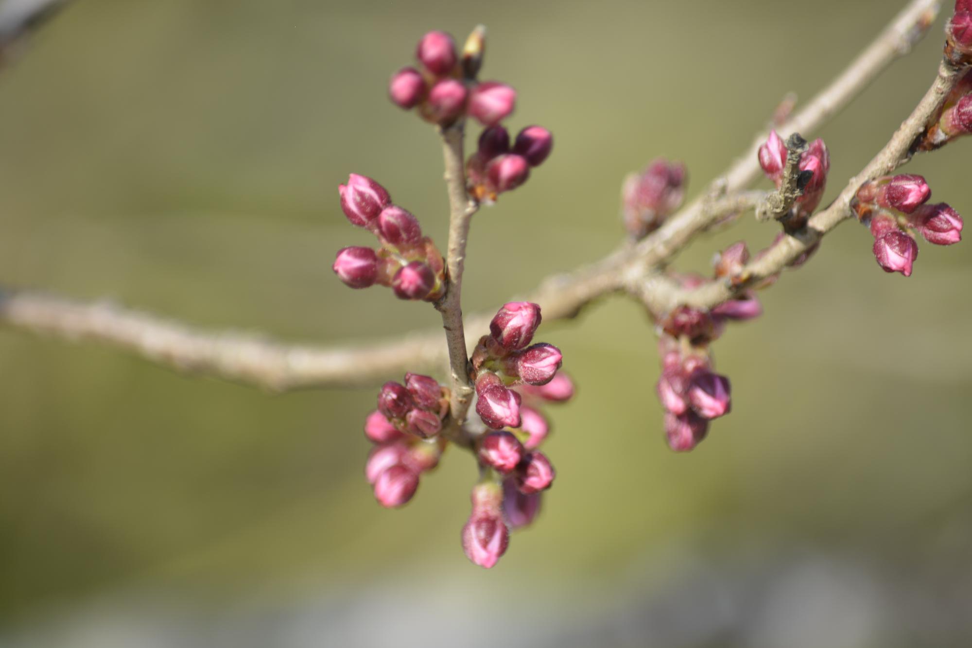 宮野原の桜