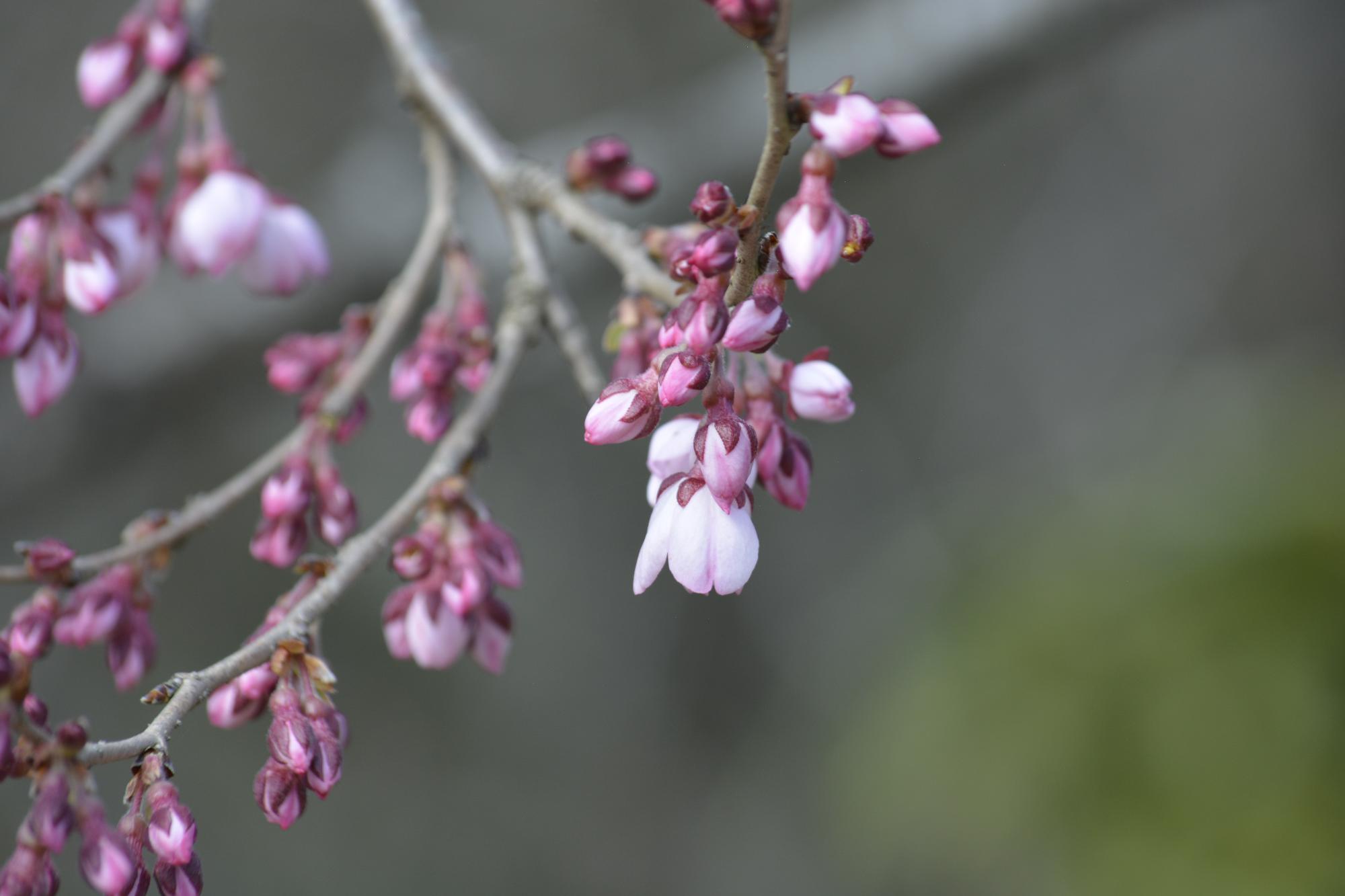 宮野原の桜