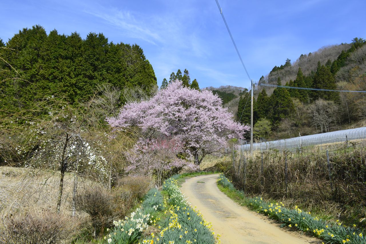 宮野原の桜