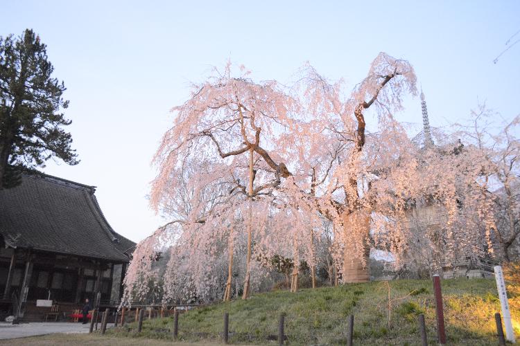 浄専寺しだれ桜