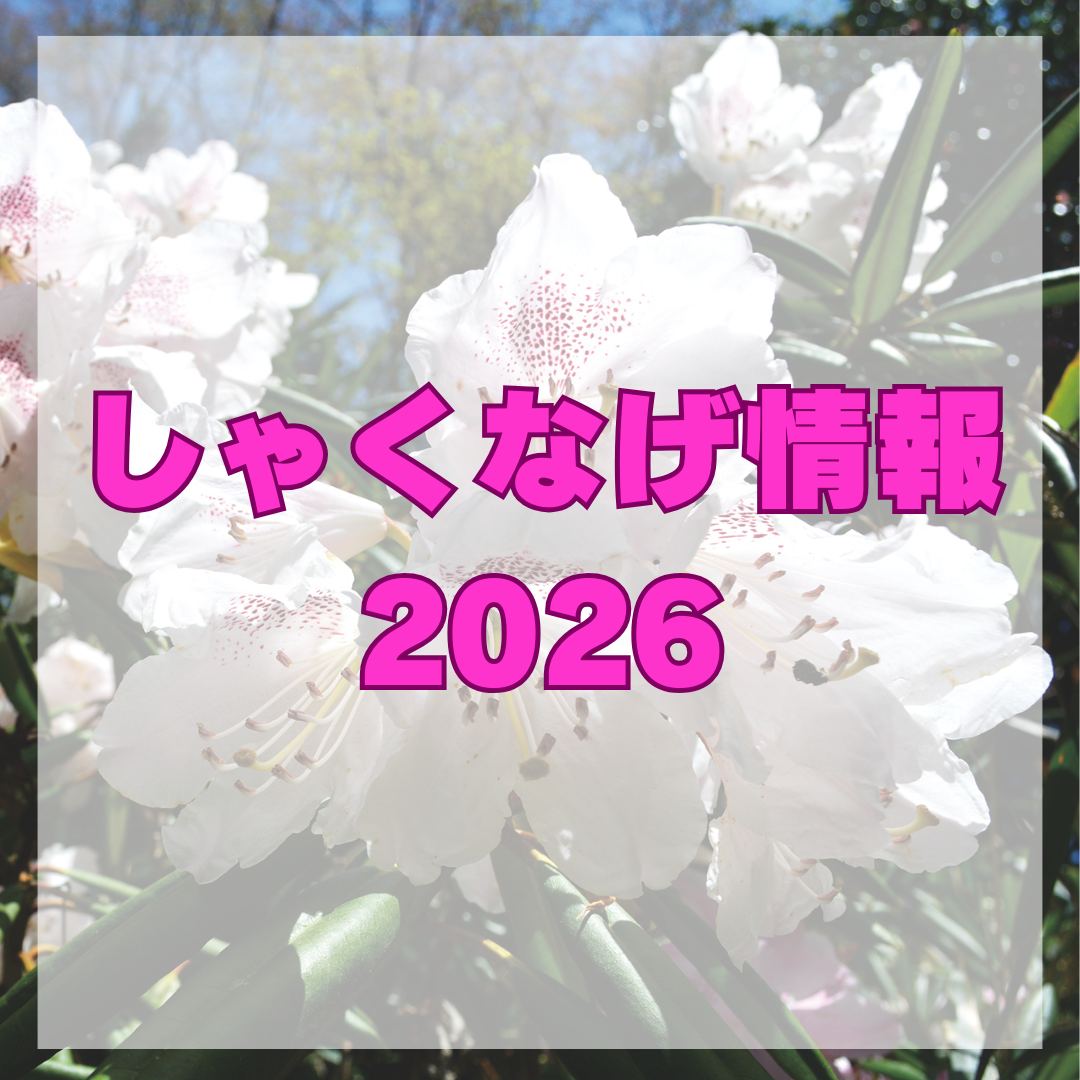 しゃくなげ情報
