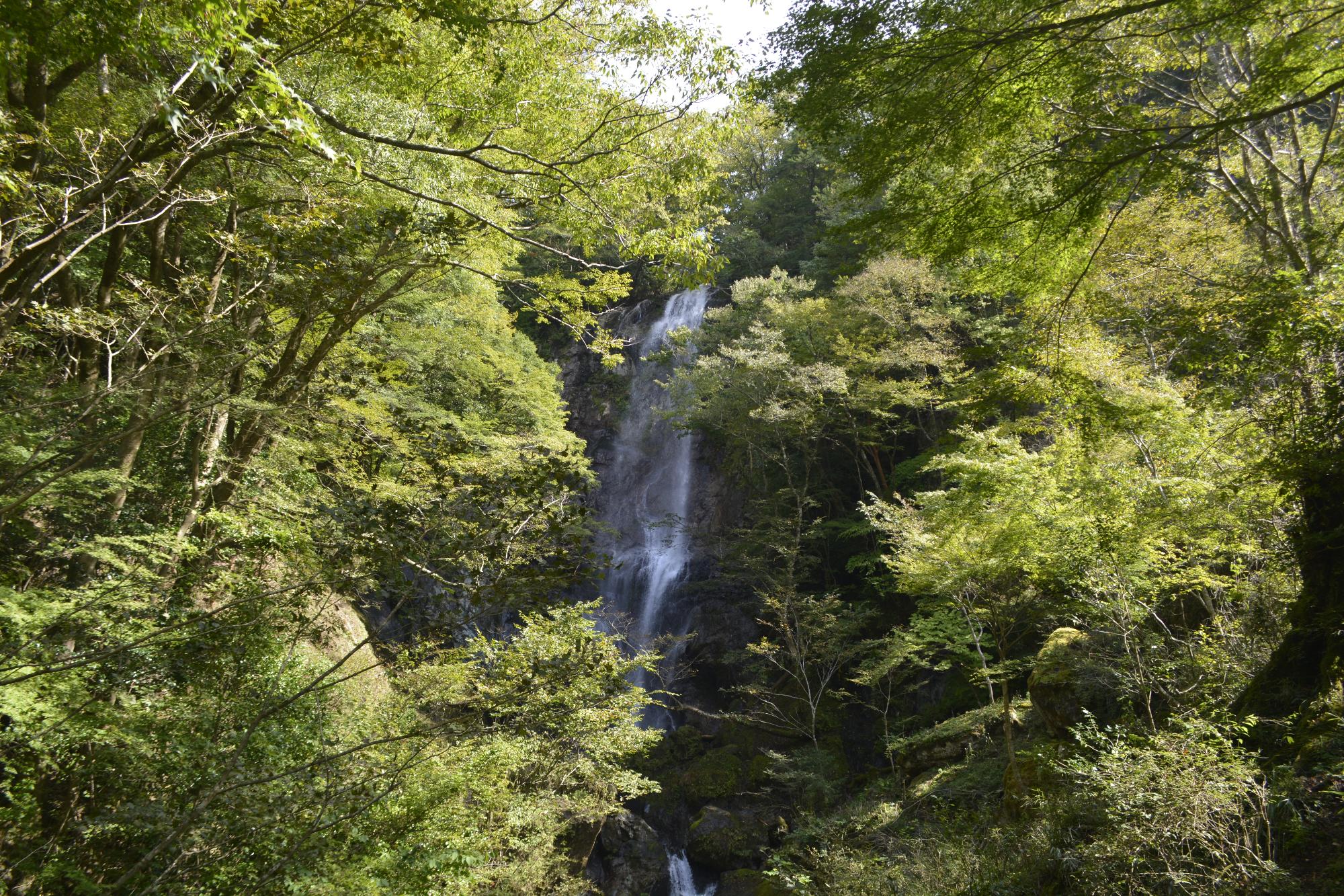 白滝