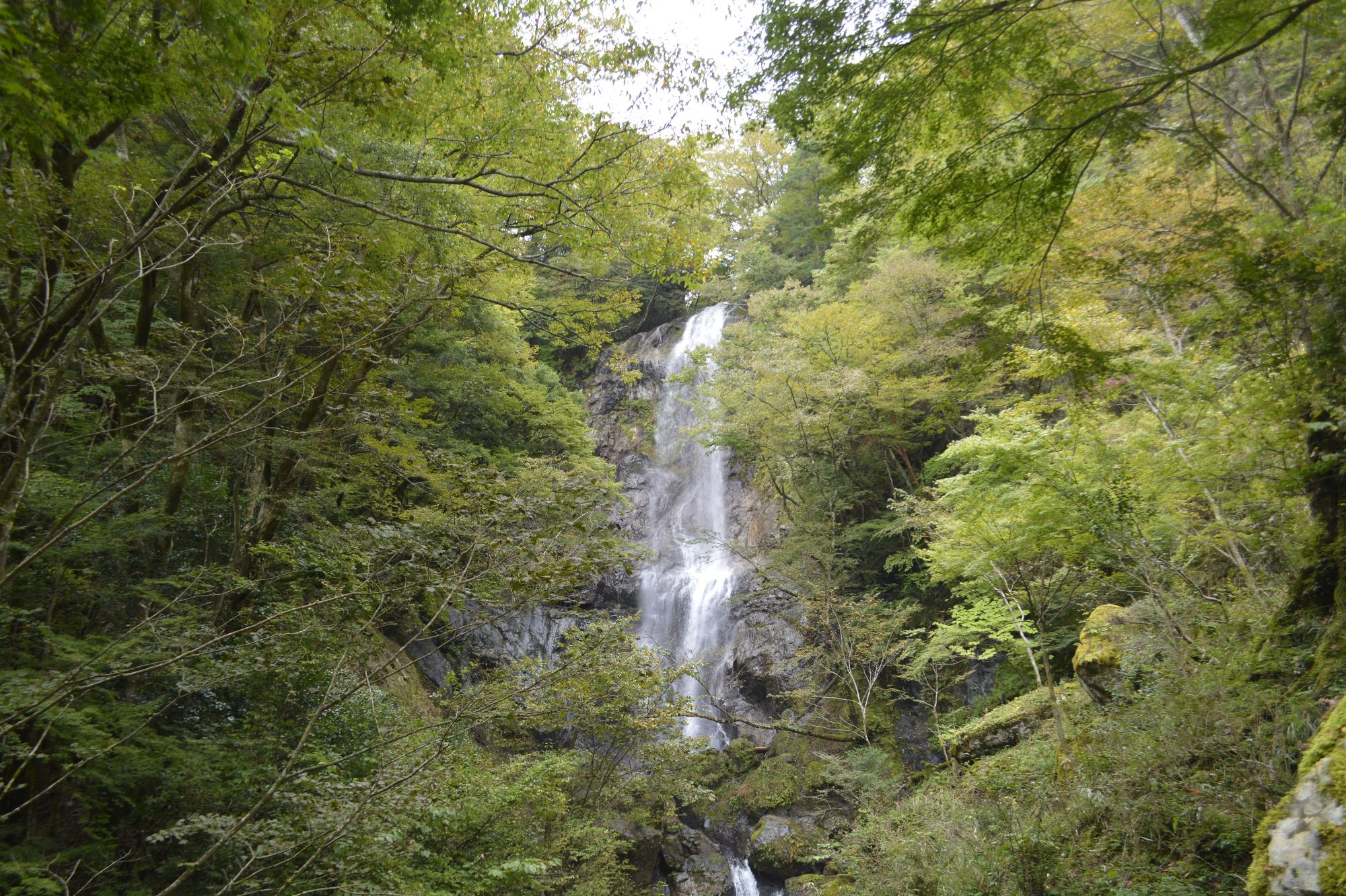 白滝