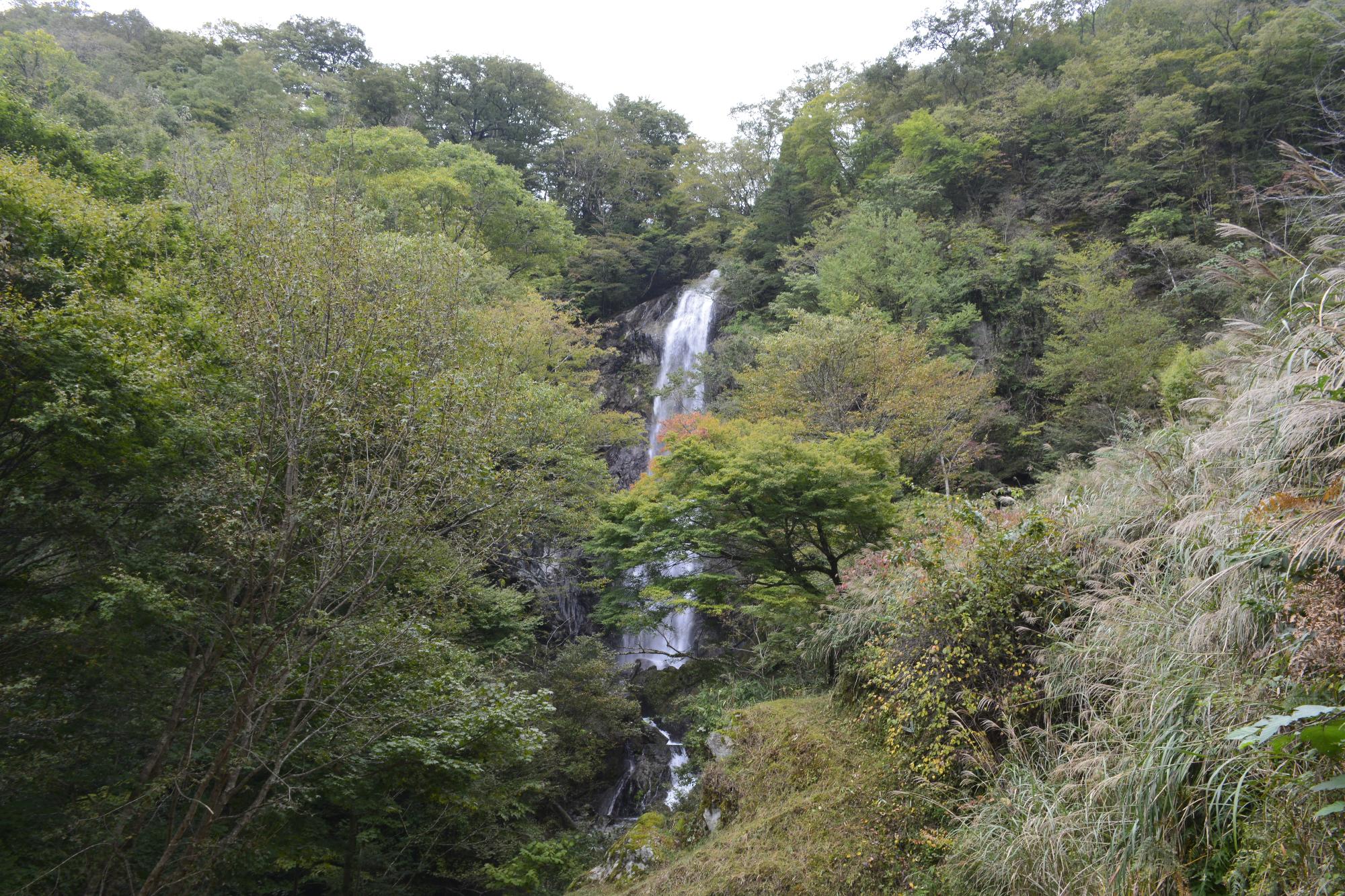白滝