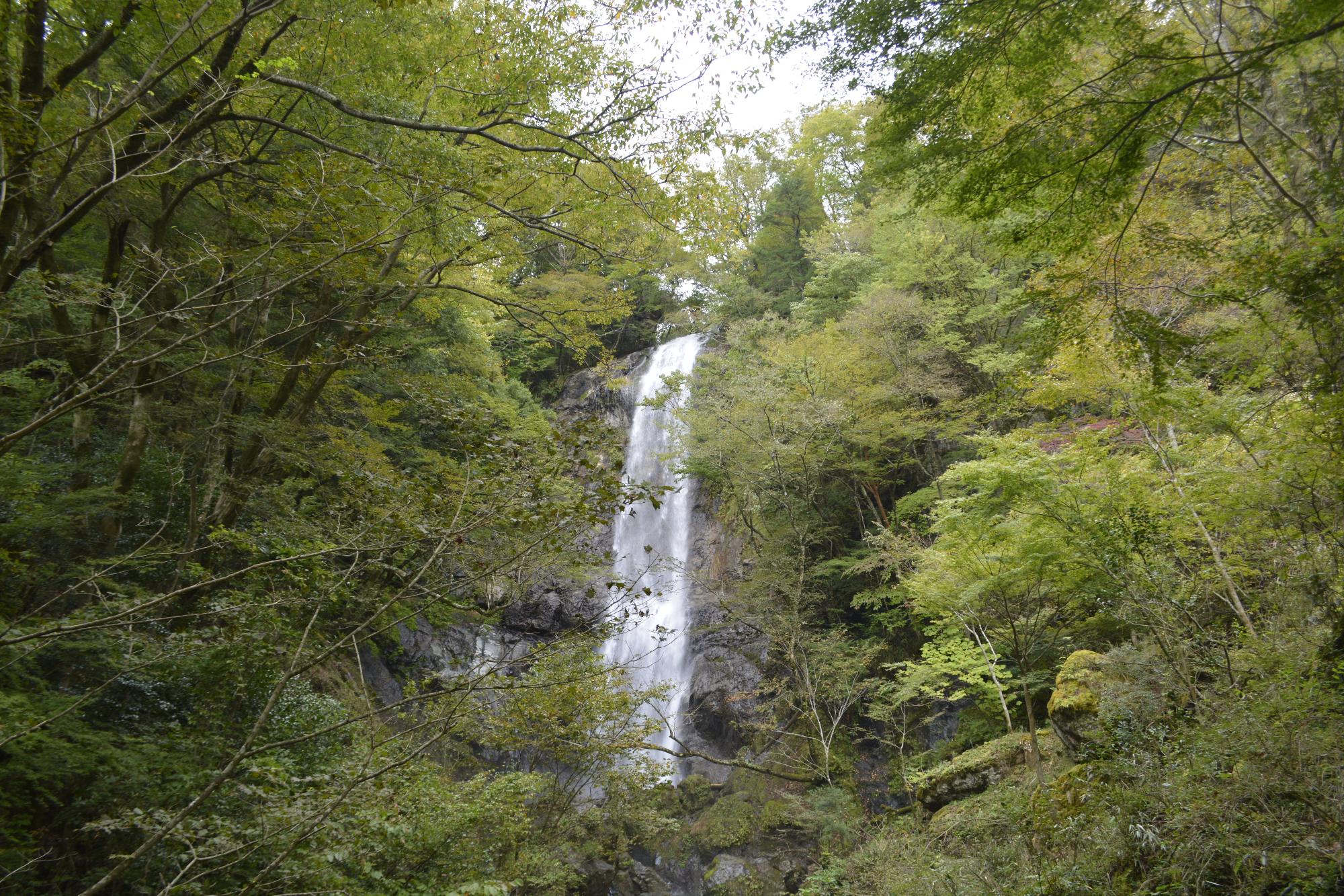 白滝