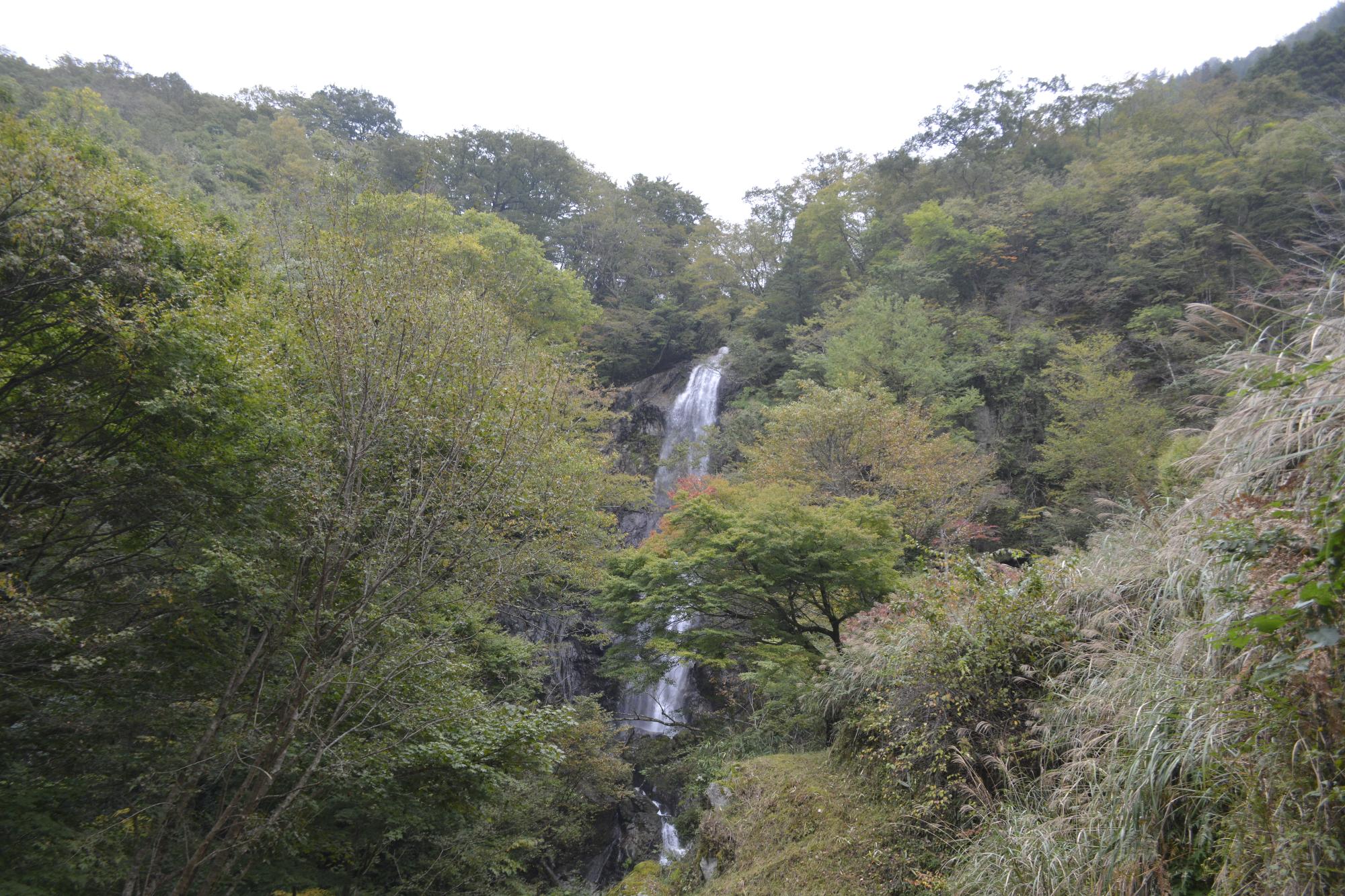 白滝