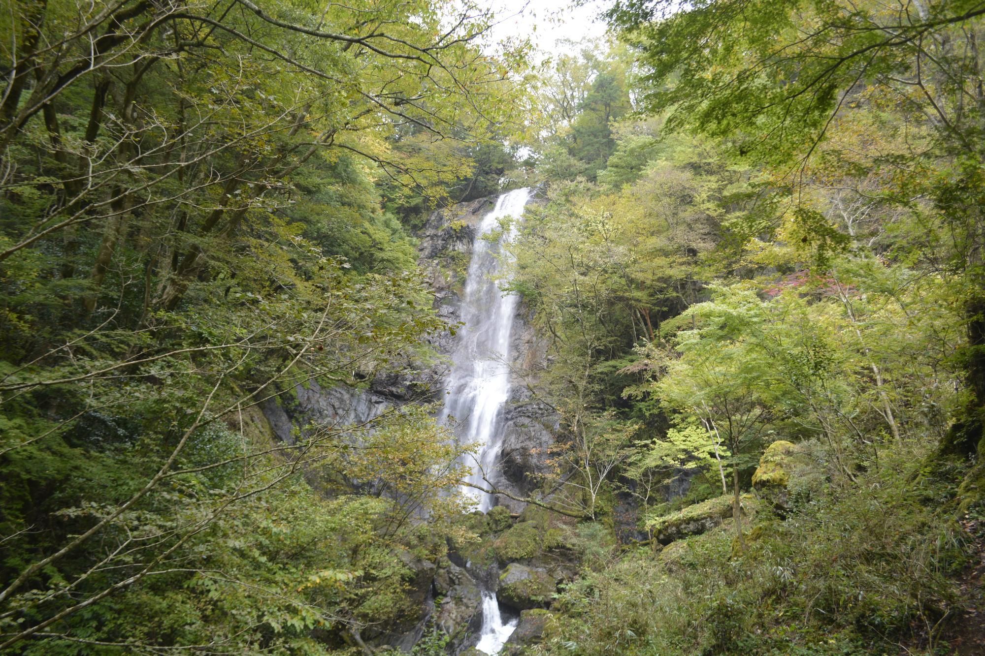 白滝