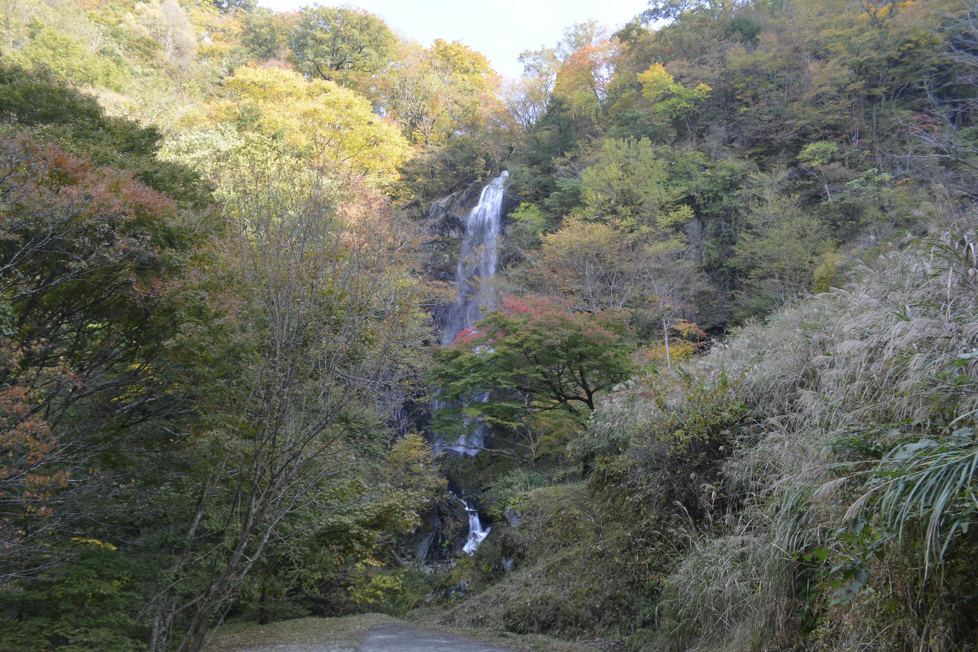 白滝