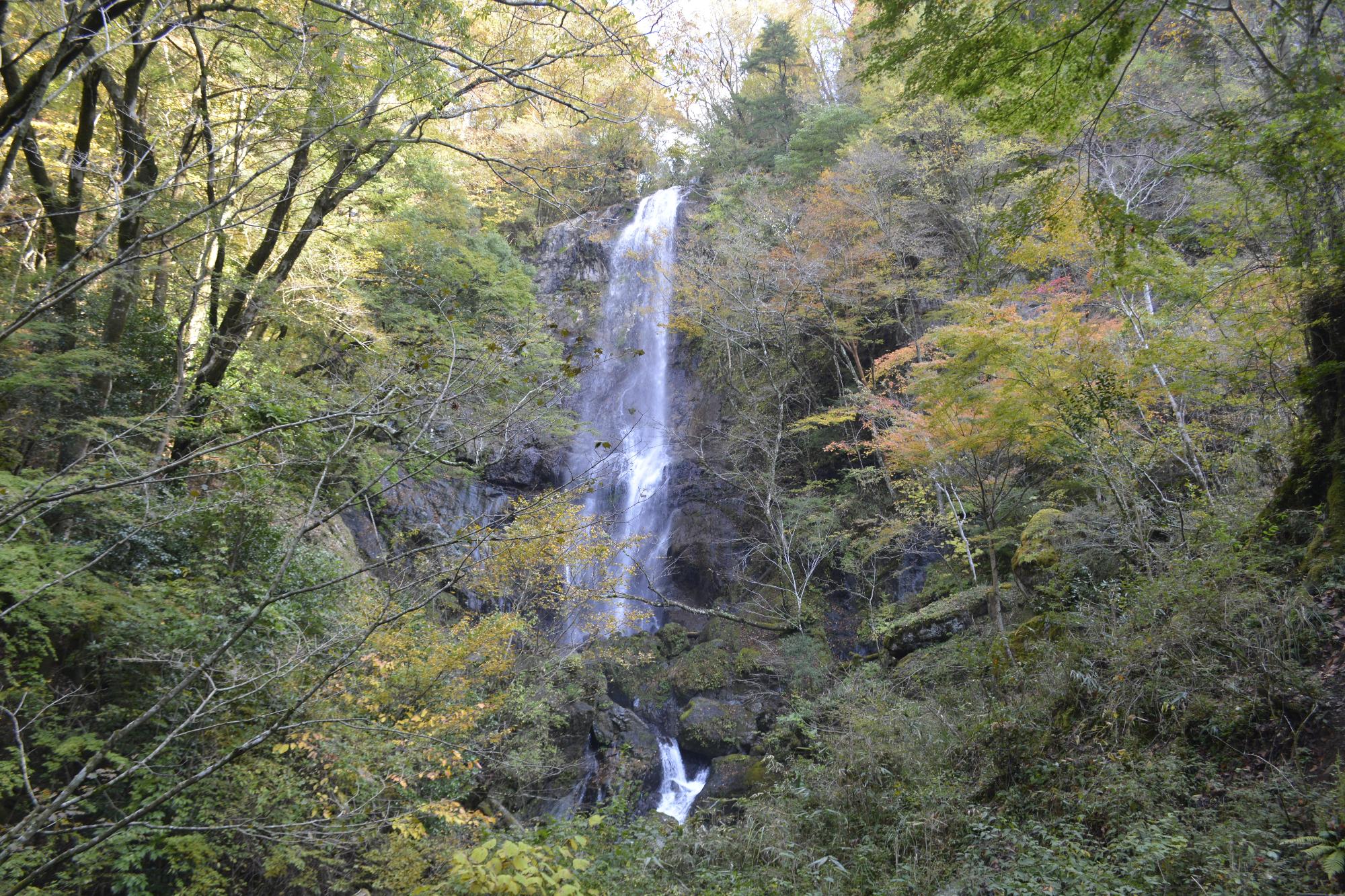 白滝
