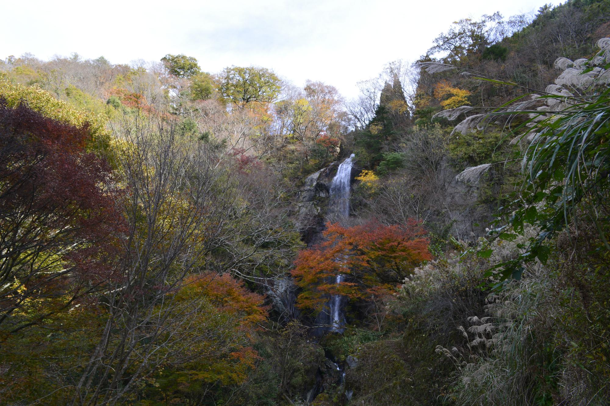 白滝