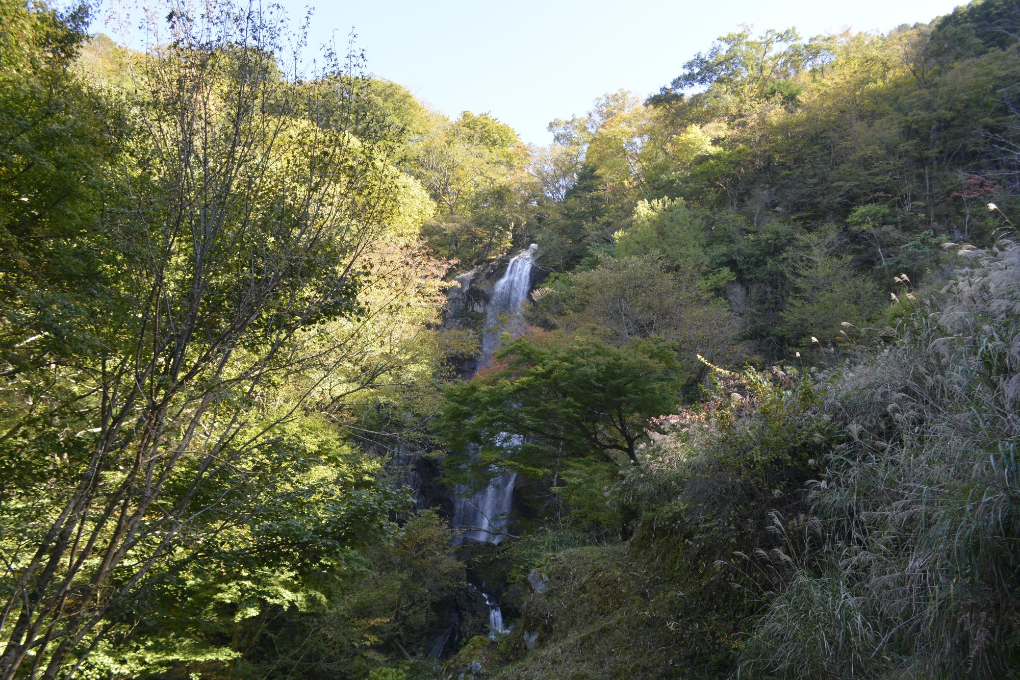 白滝