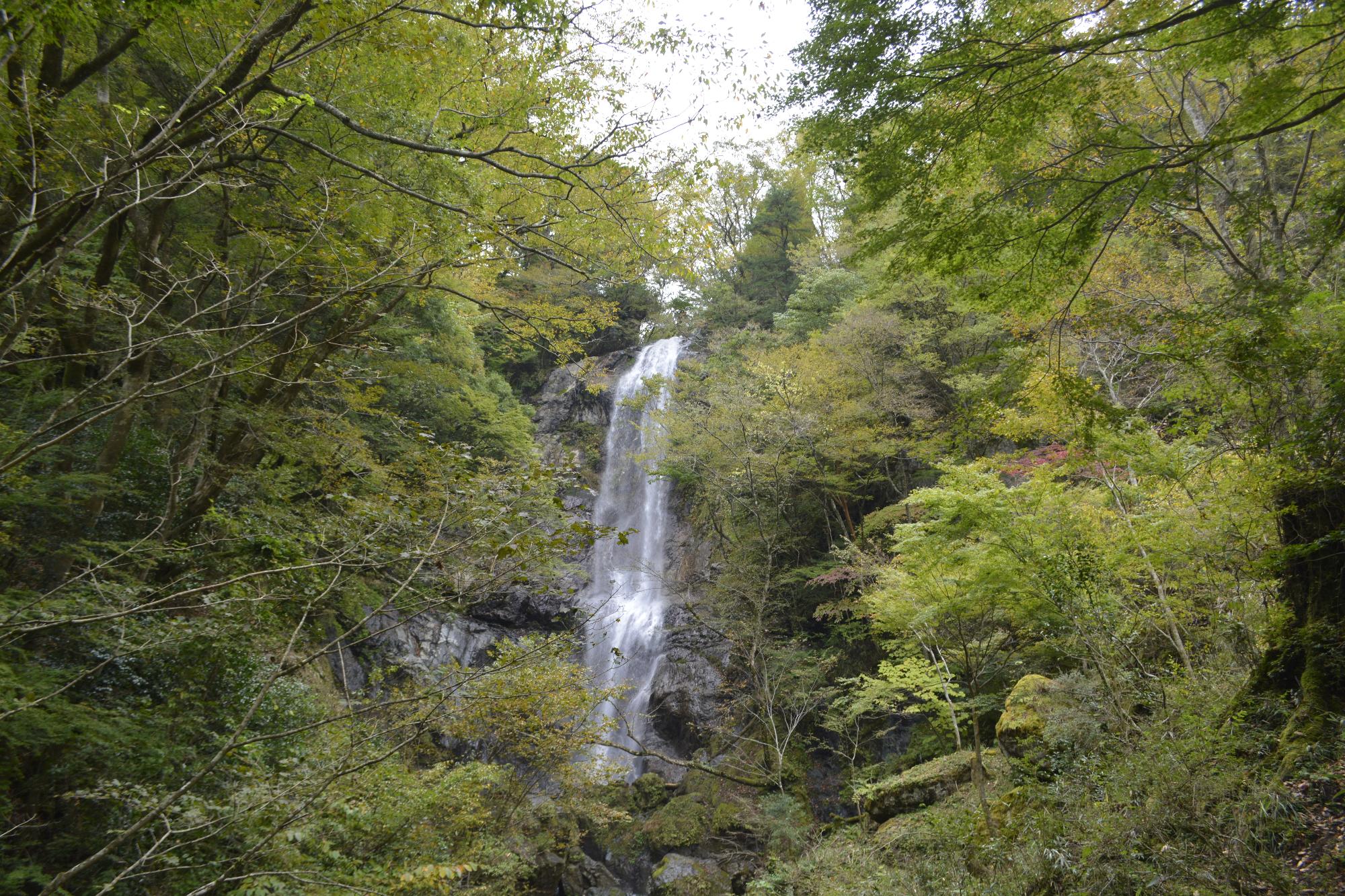 白滝2