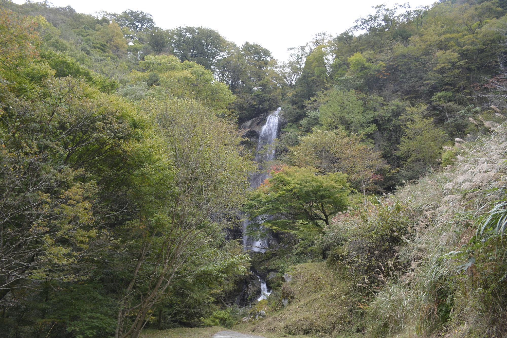 白滝1