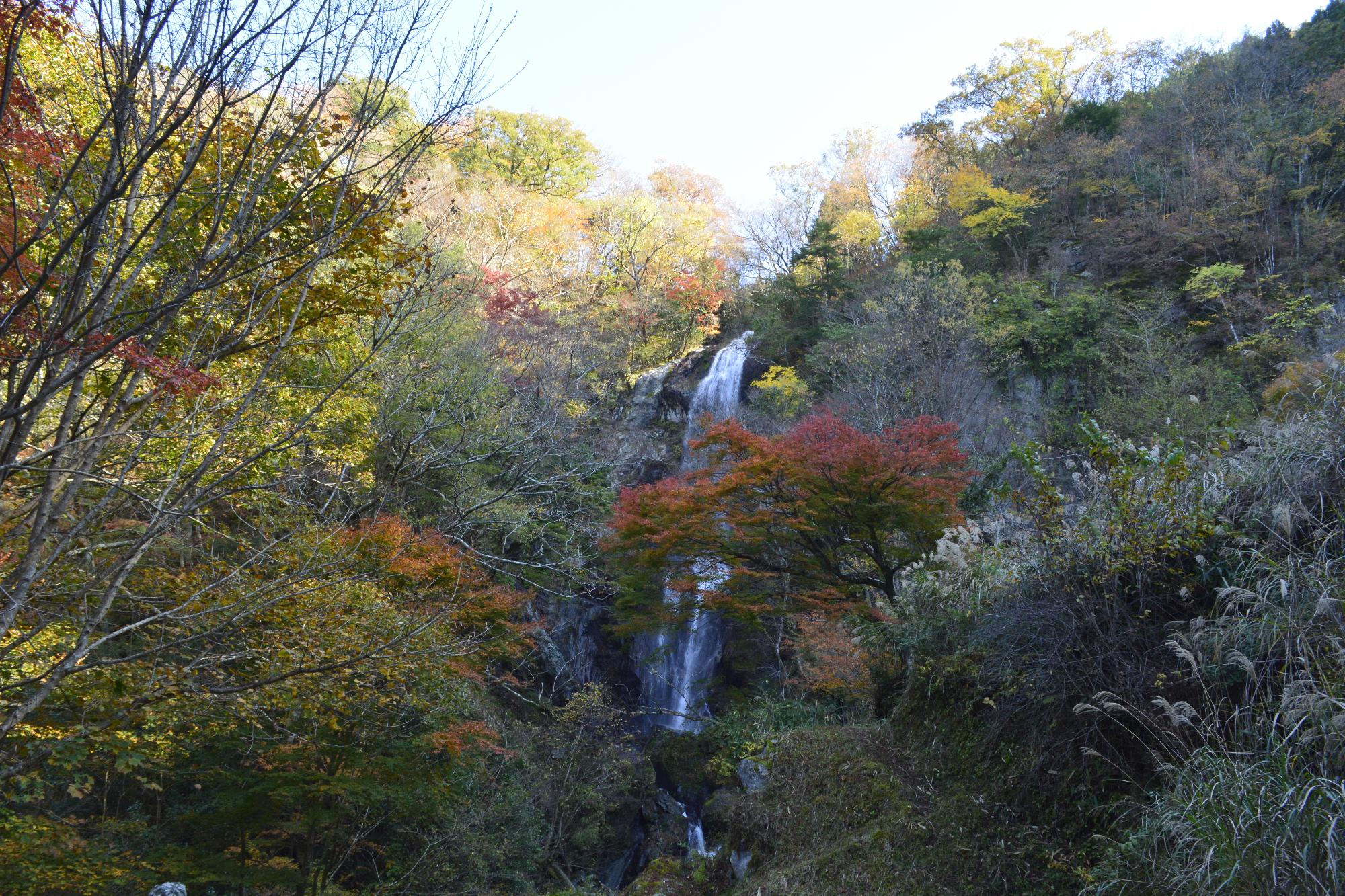 白滝11.19