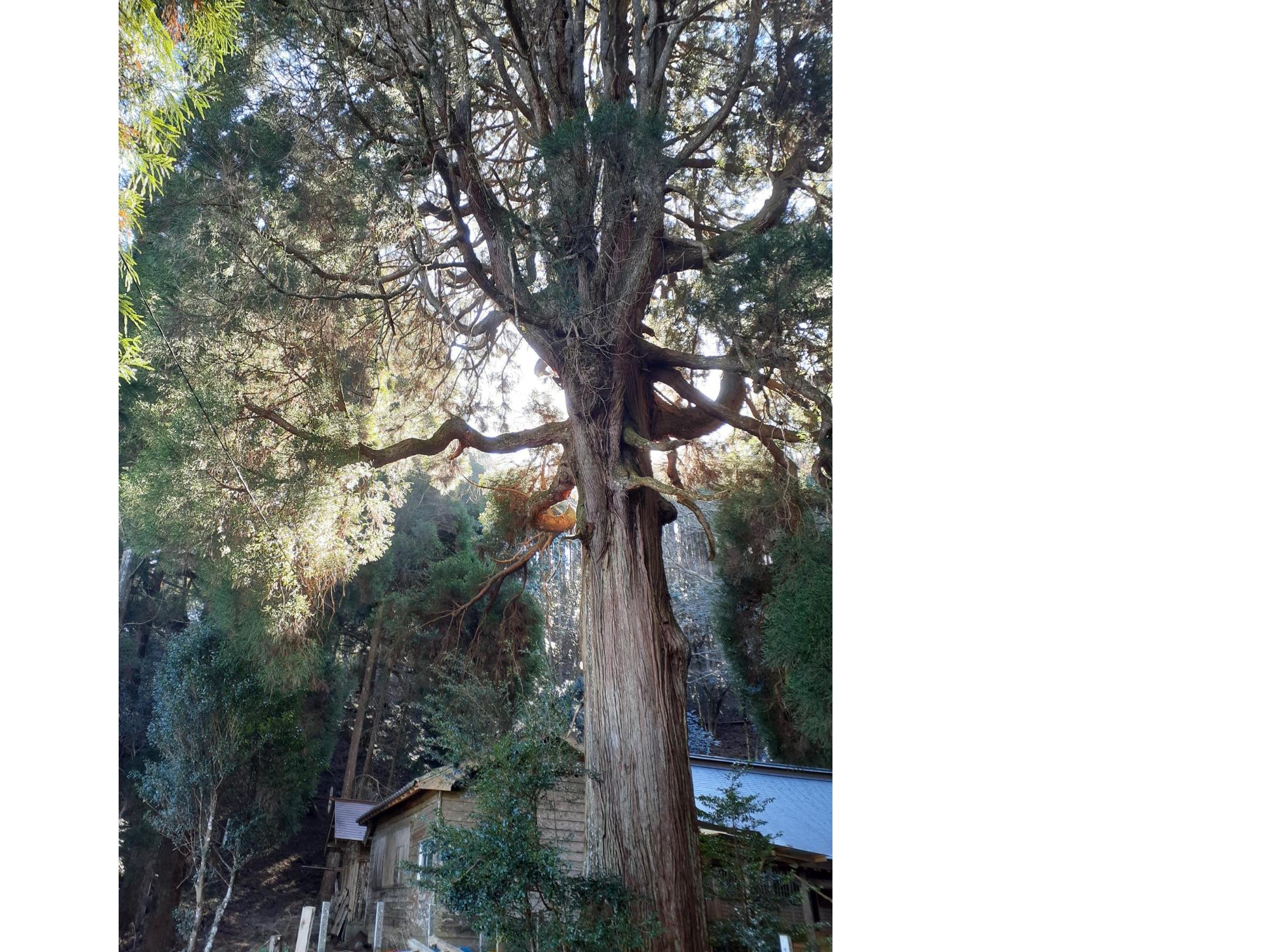 古戸野神社の杉