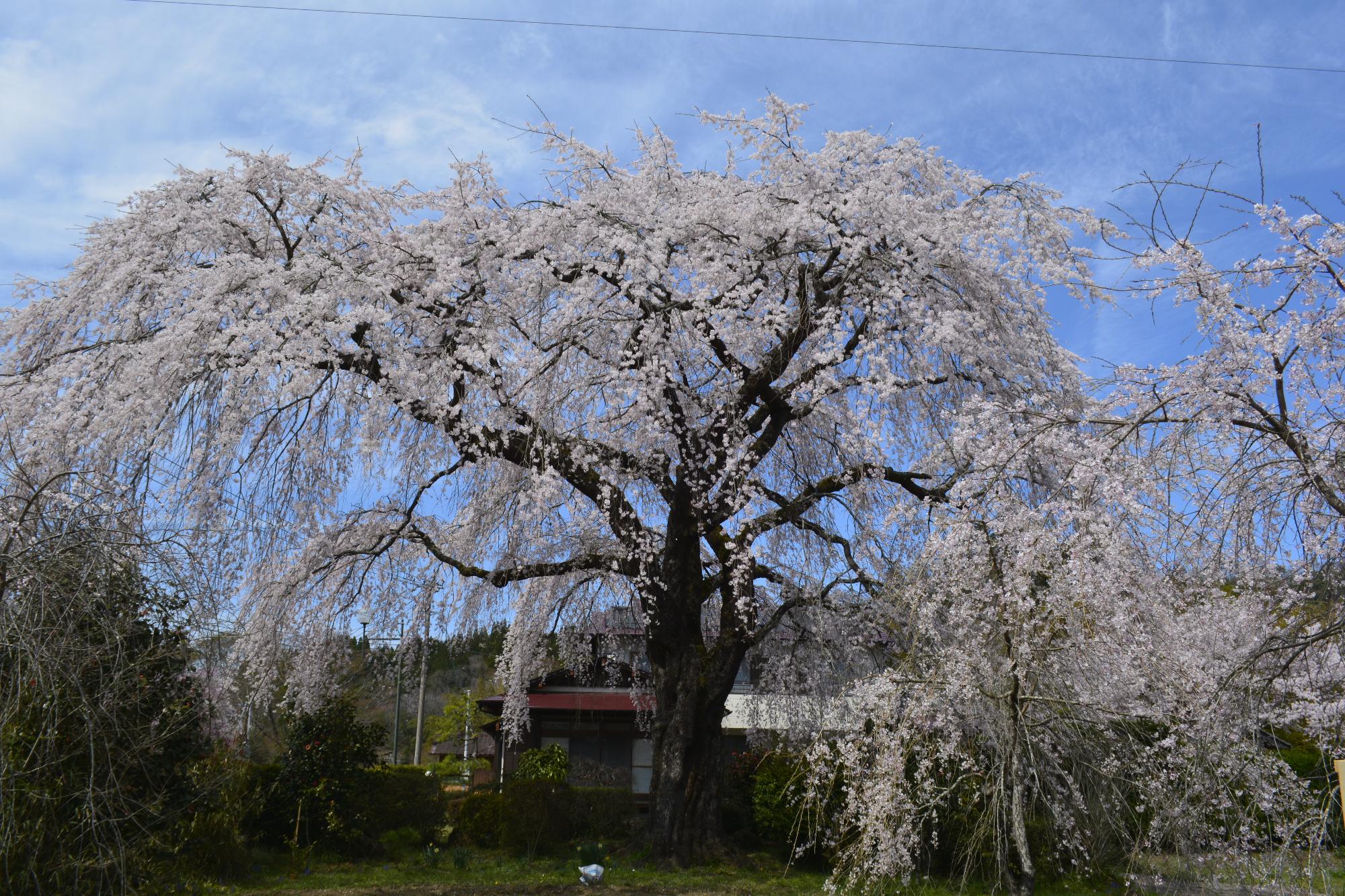 原田家のしだれ桜