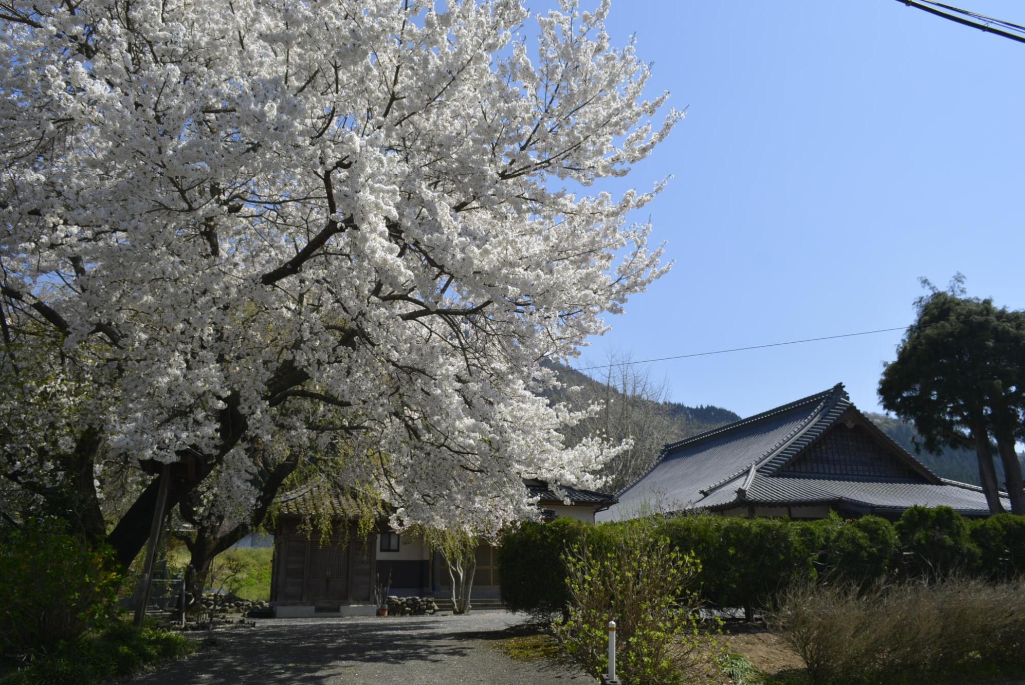 金光寺