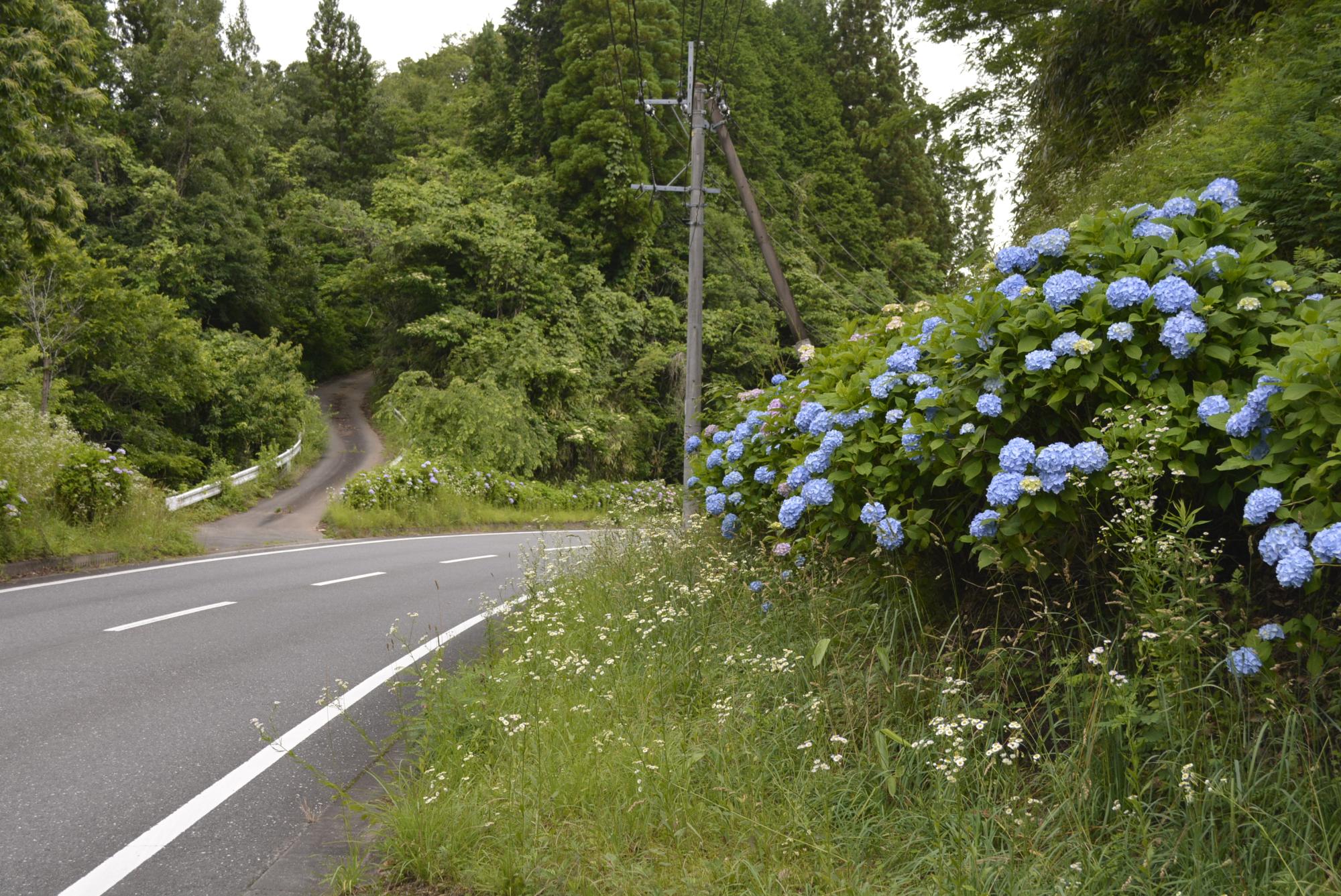 紫陽花ロード