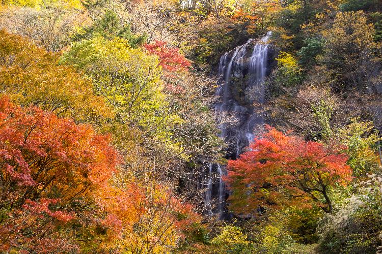 秋の白滝