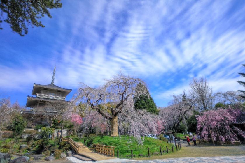 春の浄専寺