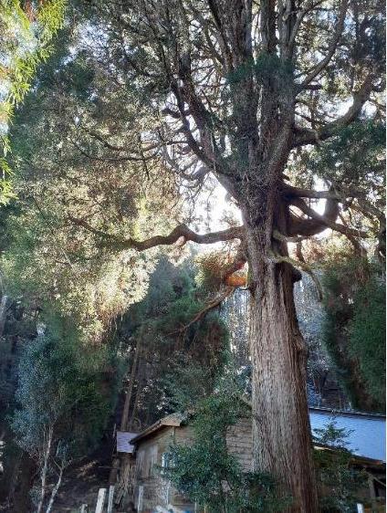 古戸野神社杉の木