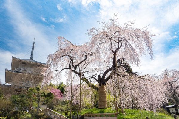 浄専寺のしだれ桜